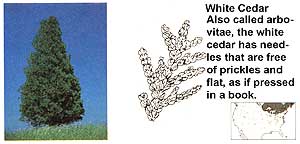 Conifers: White Cedar.